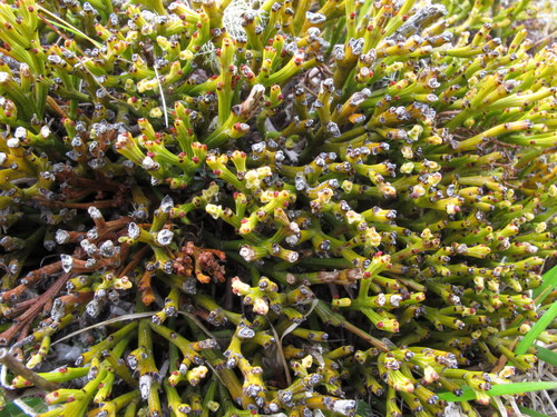 Exocarpus bidwillii