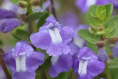 Scutellaria wrightii