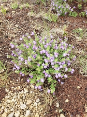 Scutellaria wrightii