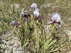 Iris lortetii