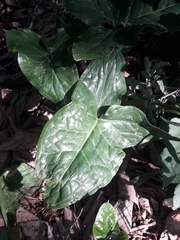 Arum italicum