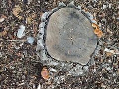 Flammulina filiformis