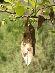 Robinia pseudoacacia
