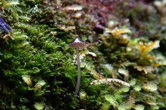 Pseudohydropus parafunebris