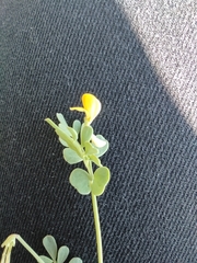 Coronilla repanda