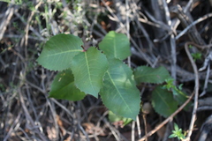 Rhus integrifolia × ovata