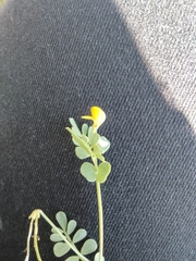 Coronilla repanda