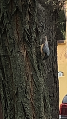 Sitta europaea