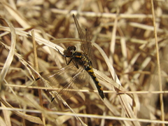 Leucorrhinia rubicunda