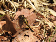 Leucorrhinia rubicunda
