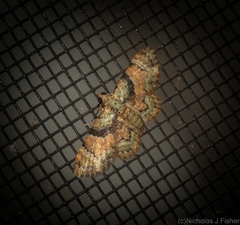 Gymnoscelis derogata