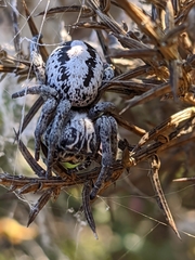 Stegodyphus lineatus