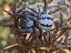 Stegodyphus lineatus