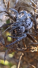 Stegodyphus lineatus