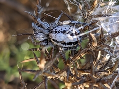 Stegodyphus lineatus