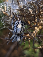 Stegodyphus lineatus
