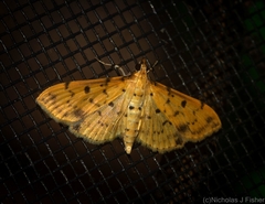 Herpetogramma cynaralis