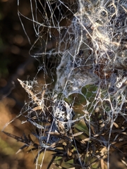 Stegodyphus lineatus