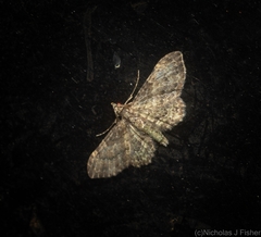 Chloroclystis mniochroa