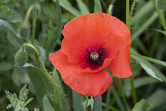 Papaver rhoeas
