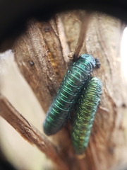 Trirhabda flavolimbata