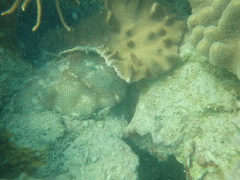 Leptoria phrygia