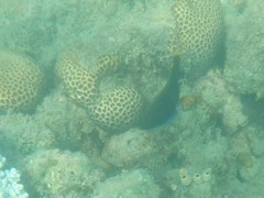 Plectroglyphidodon apicalis