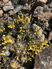 Genista januensis