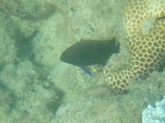 Plectroglyphidodon apicalis