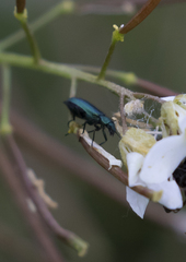 Psilothrix viridicoerulea