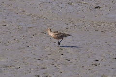 Limosa lapponica