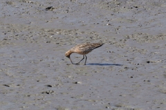 Limosa lapponica