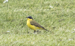 Motacilla flava thunbergi