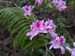 Rhododendron breviperulatum