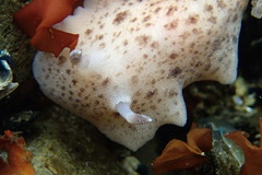 Alloiodoris lanuginata