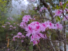 Rhododendron breviperulatum