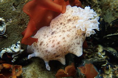Alloiodoris lanuginata