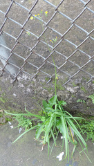 Youngia japonica