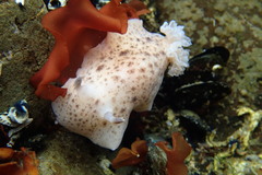 Alloiodoris lanuginata