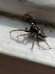 Menemerus semilimbatus