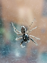 Menemerus semilimbatus