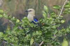 Coracias cyanogaster