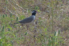 Vanellus tectus