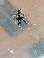 Menemerus semilimbatus