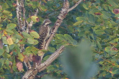 Chloropicus obsoletus