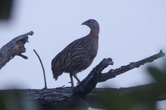 Pternistis bicalcaratus