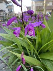 Bletilla