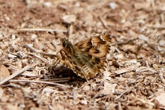 Carcharodus tripolina