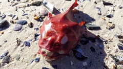 Chorisochismus dentex