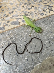 Chordodes formosanus